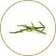 Salicornia (nel sugo da 185 g.)