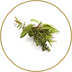 Salvia, rosmarino e timo (nel ragù vegetale da 120 g.)